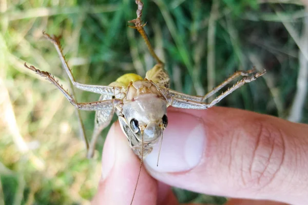 Un saltamontes marrón en los bolsillos del hombre. las mandíbulas de un saltamontes . — Foto de Stock