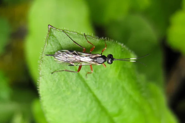 (Ichneumonidae). prawdziwym jeźdźcem. Owad Hymenoptera. — Zdjęcie stockowe