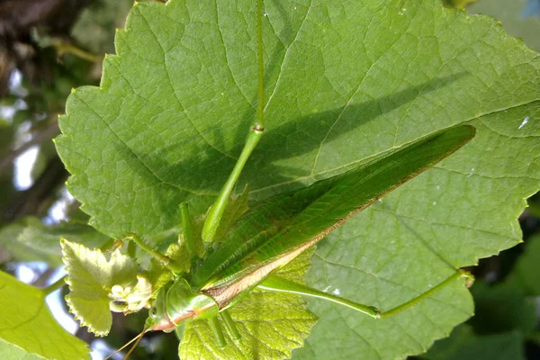 Eine grüne Heuschrecke auf dem Laub der Weinberge — Stockfoto
