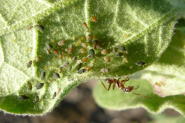 Semut kawanan afid di atas daun. . — Stok Foto