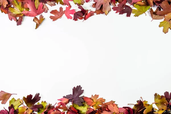 金醋栗的秋叶，秋叶的复制空间. — 图库照片