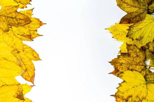 Φθινόπωρο κίτρινο σφενδάμι φύλλα σε ξύλινο φόντο. — Φωτογραφία Αρχείου