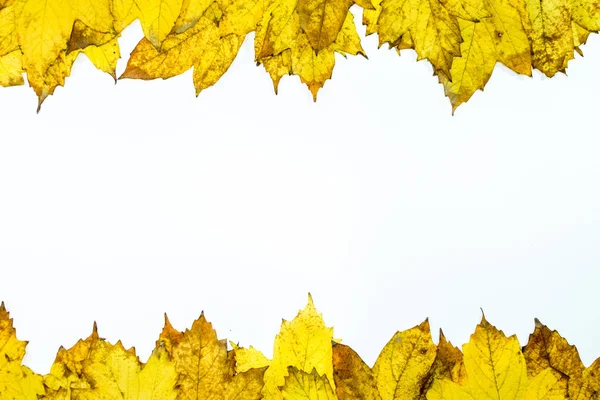 秋天的黄色枫叶在木制背景. — 图库照片