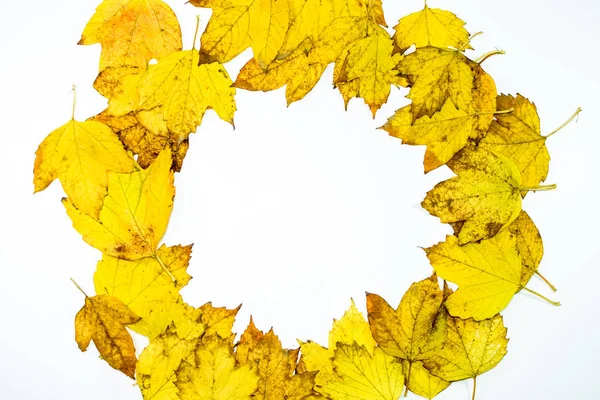 나무 배경에 가을 노란색 단풍. — 스톡 사진