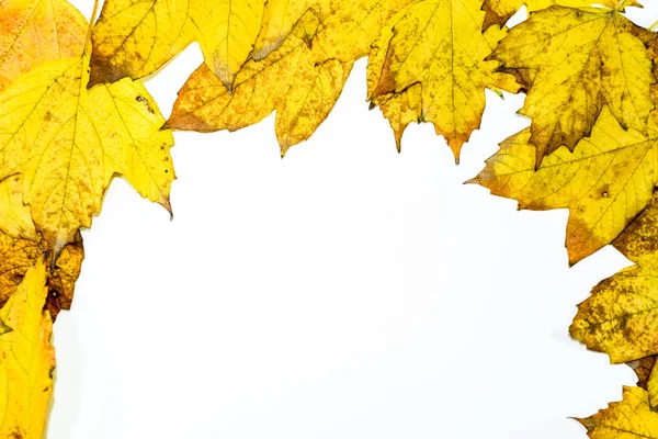 Φθινόπωρο κίτρινο σφενδάμι φύλλα σε ξύλινο φόντο. — Φωτογραφία Αρχείου