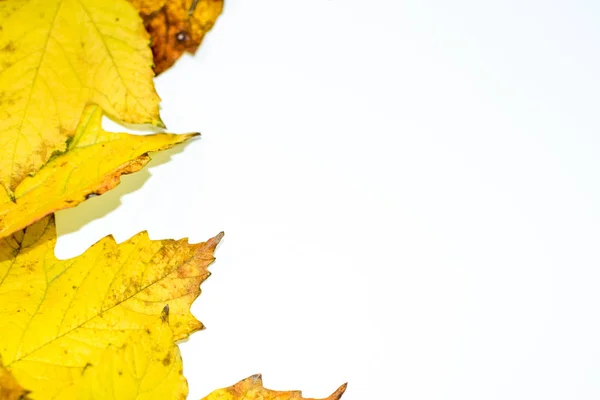 秋天的黄色枫叶在木制背景. — 图库照片