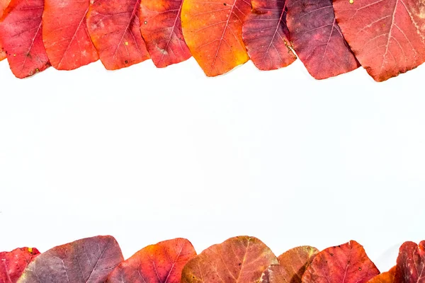 秋天的红叶的科蒂努斯科吉格里亚在白色背景。秋叶的复制空间. — 图库照片