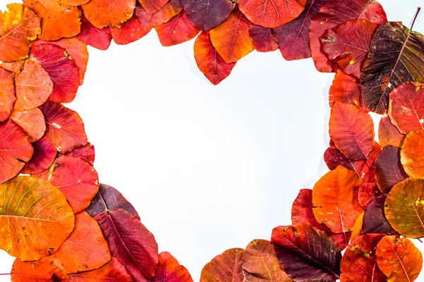 Folhetos vermelhos de outono de cotinus coggygria sobre um fundo branco em forma de coração. copyspace de folhas de outono . — Fotografia de Stock