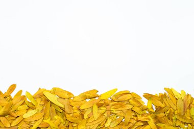 Gleditsia triacantnos, sarı yapraklar