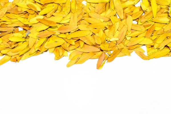 Gleditsia triacantnos, sarı yapraklar