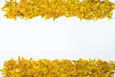 Gleditsia triacantnos, sarı yapraklar