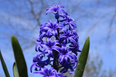 İlkbaharda bahçede sümbül çiçekleri. tek bitki Hyacinthus