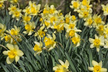 T bahçesinde çiçekli nergisler, sarı nergis çiçekleri
