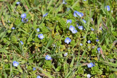 Çimenlerde küçük mavi çiçekler. Bahar