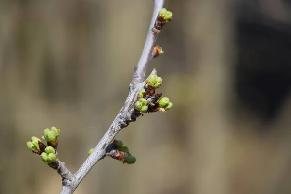 Ağaç dalı üzerinde kiraz çiçek tomurcukları. — Stok fotoğraf