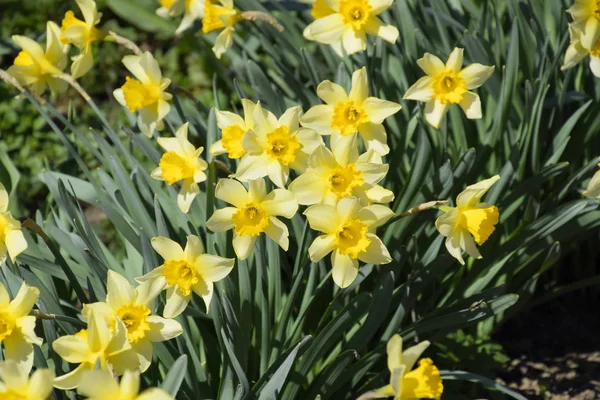 Blühende Narzissen im Garten, gelbe Narzissenblüten — Stockfoto