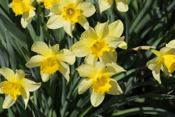 Blühende Narzissen im Garten, gelbe Narzissenblüten — Stockfoto