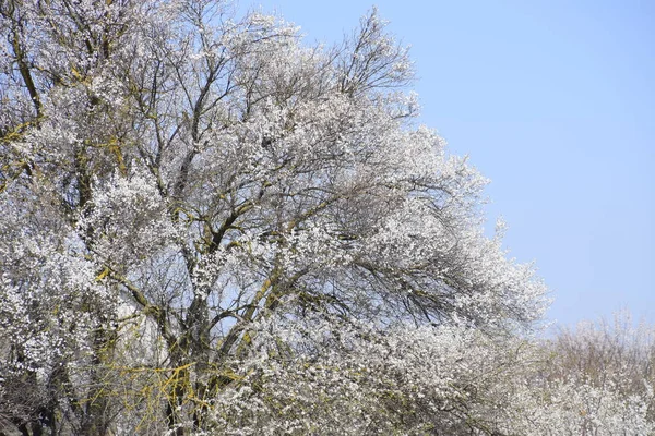 Flores de damasco em galhos de árvore. Primavera jardim florido . — Fotografia de Stock