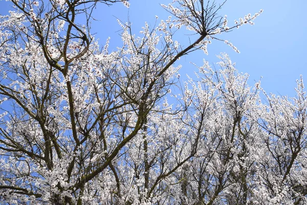 Flores de damasco em galhos de árvore. Primavera jardim florido . — Fotografia de Stock