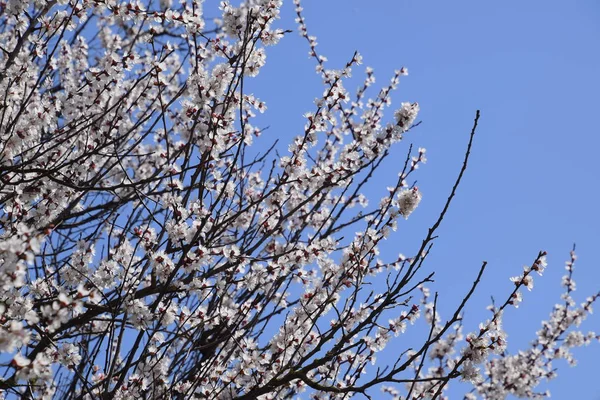 Apricot flowers on tree branches. Spring flowering garden. — Stock Photo, Image