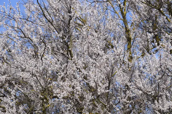 Fleurs d'abricot sur les branches des arbres. Jardin fleuri printanier . — Photo