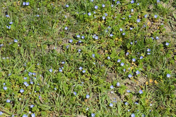 Pequenas flores azuis na grama. Primavera — Fotografia de Stock