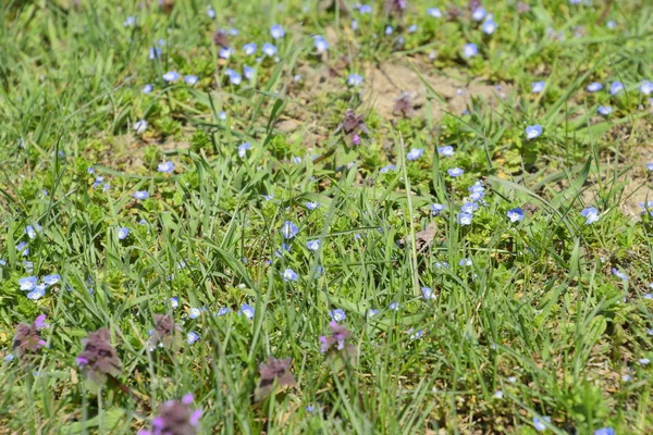 Small blue flowers in the grass. Spring — Stock Photo, Image
