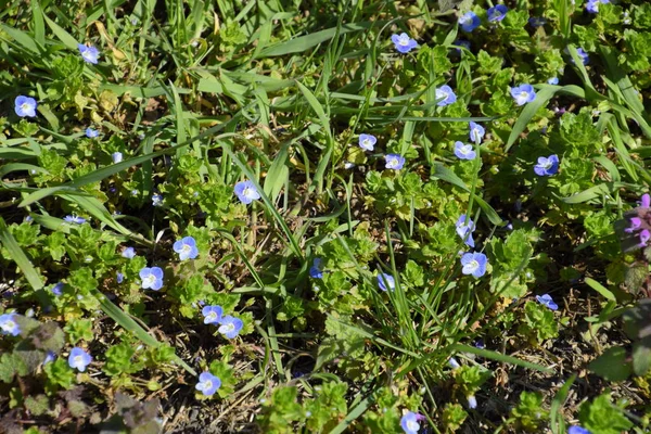 Small blue flowers in the grass. Spring — Stock Photo, Image