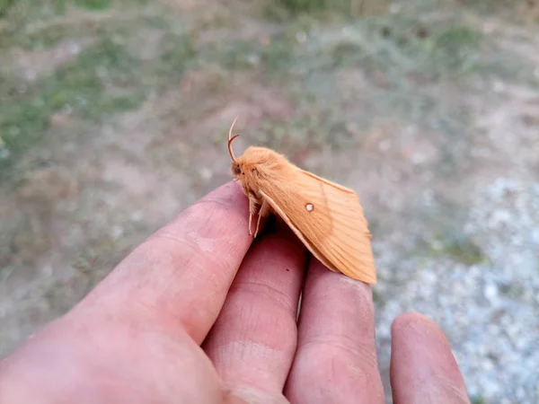 Orange shaggy large butterfly — Stock Photo, Image