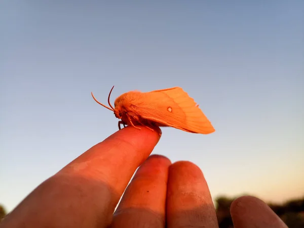 Оранжевая мохнатая большая бабочка — стоковое фото