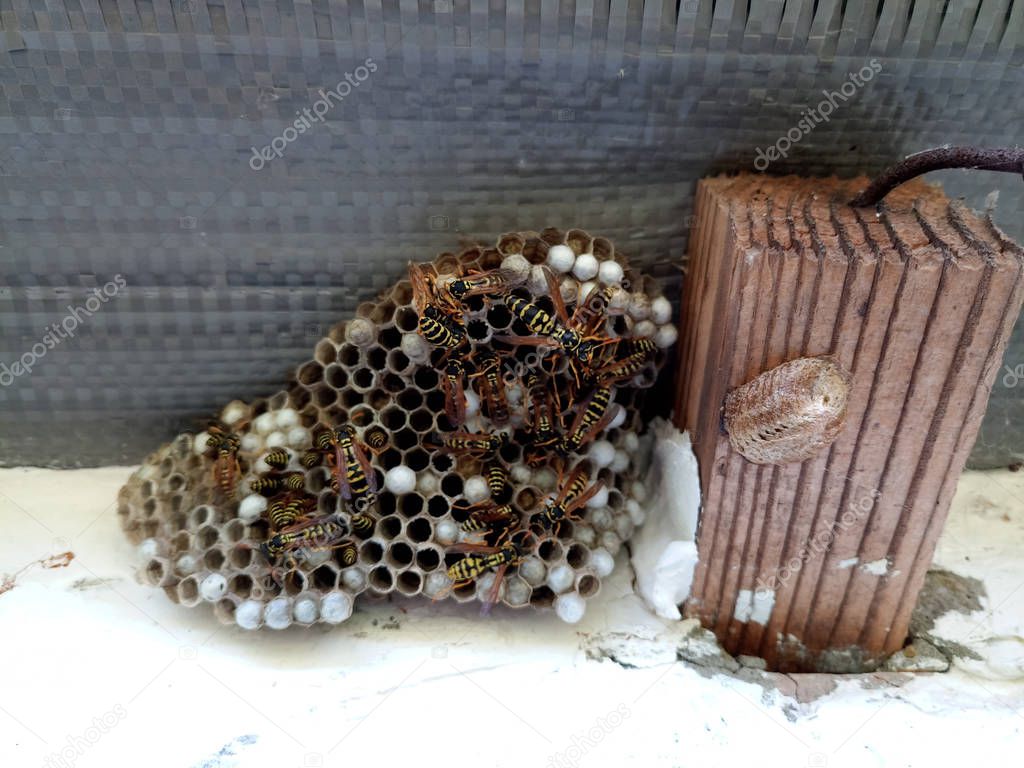 nest of wasps polystyles under the roof of the house