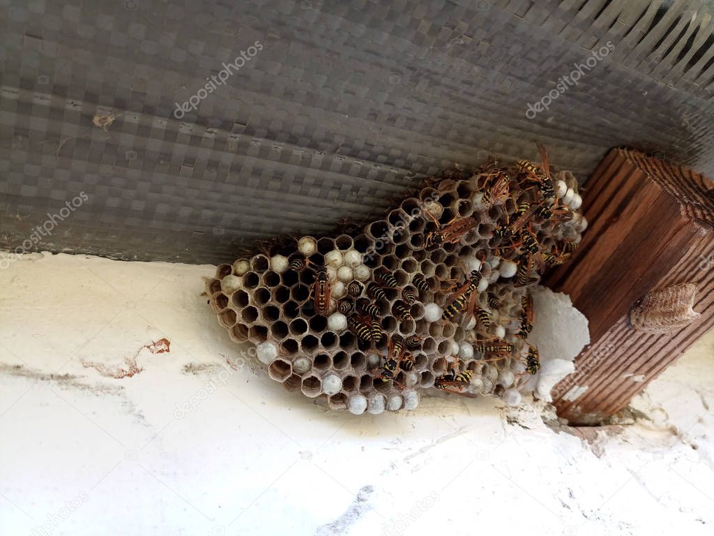 nest of wasps polystyles under the roof of the house