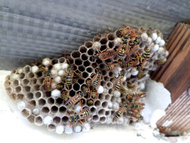 evin çatısı altında eşek arıları polistyles yuva