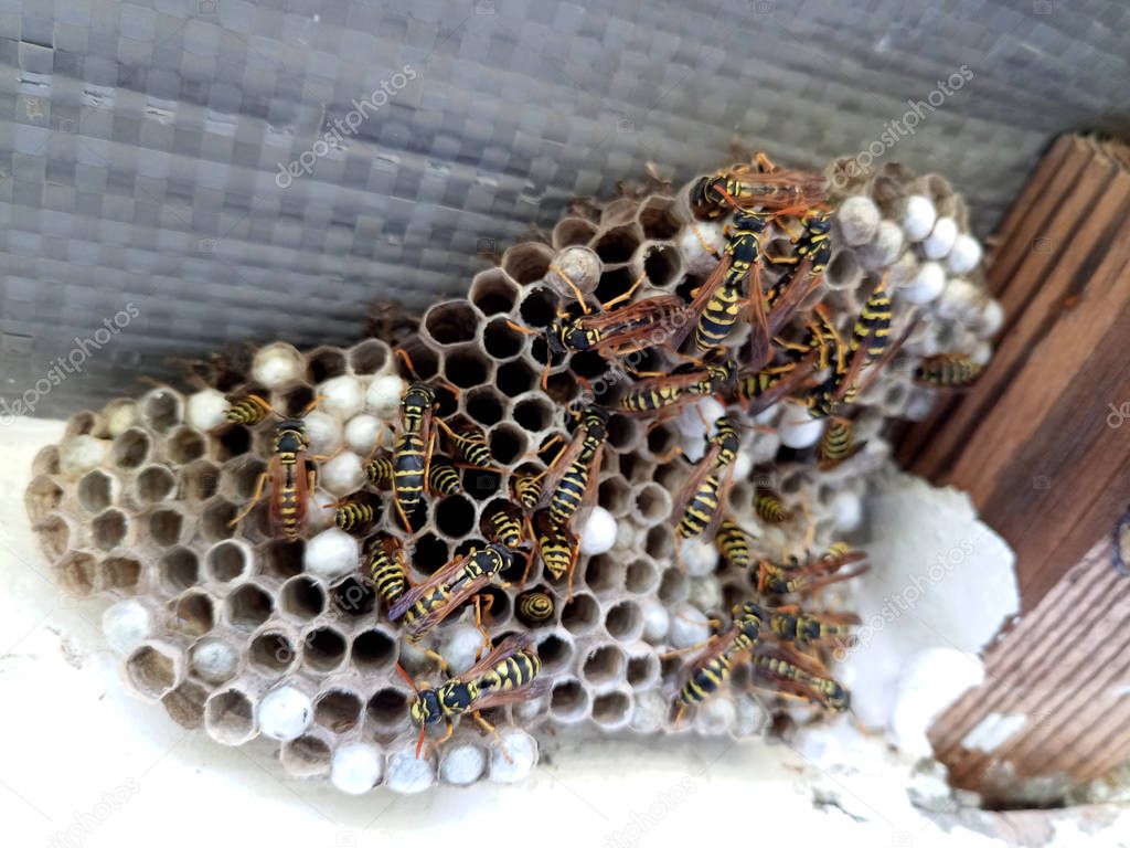 nest of wasps polystyles under the roof of the house