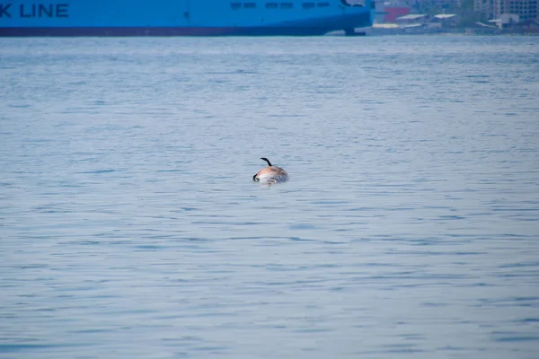 El cuerpo de un delfín muerto nada en el mar. delfín muerto en la bahía de Cimes . — Foto de Stock