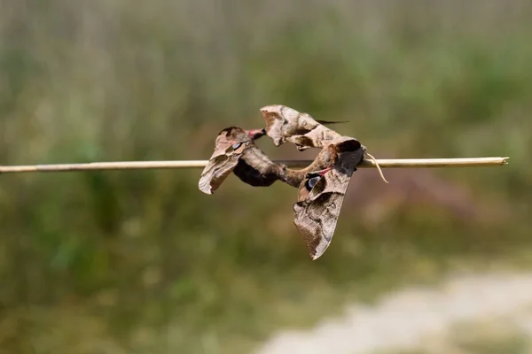 Párzás két pillangók Sphingidae a szár a fű. Smerinthus ocellata — Stock Fotó