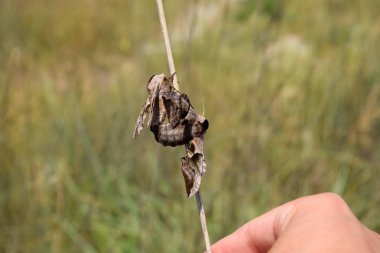 Çim sapı üzerinde Sphingidae iki kelebek çifte. Smerinthus ocellata