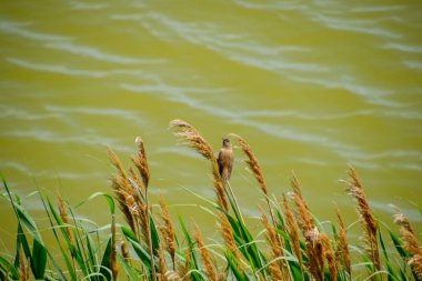 Acrocephalus göl kenarında saz sapları üzerinde oturur.