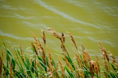 Acrocephalus göl kenarında saz sapları üzerinde oturur.