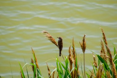 Acrocephalus göl kenarında saz sapları üzerinde oturur.