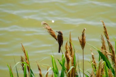 Acrocephalus göl kenarında saz sapları üzerinde oturur.