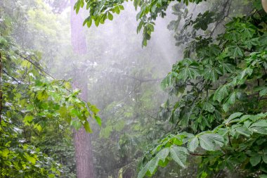 Parkta kestane ağacı, yağmurda kestane ağacı.