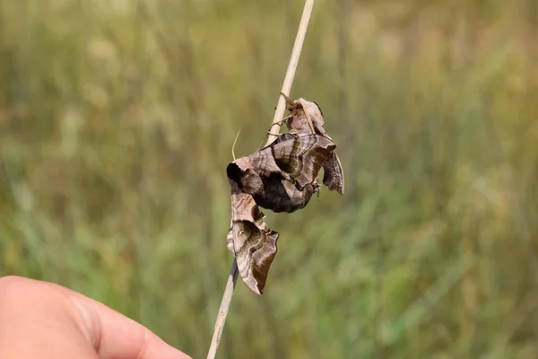 Спаривание двух бабочек Sphingidae на стебле травы. Смеринтус оцелловидный — стоковое фото