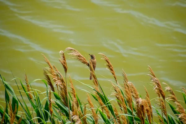 아크로세파루스는 호수의 갈대 줄기에 앉아. — 스톡 사진
