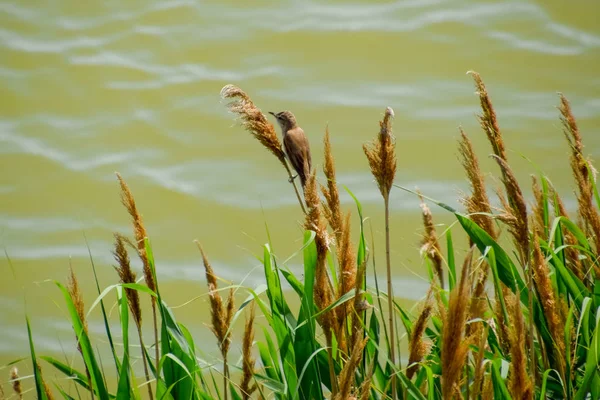 Acrocephalus zit op riet stengels aan het meer. — Stockfoto