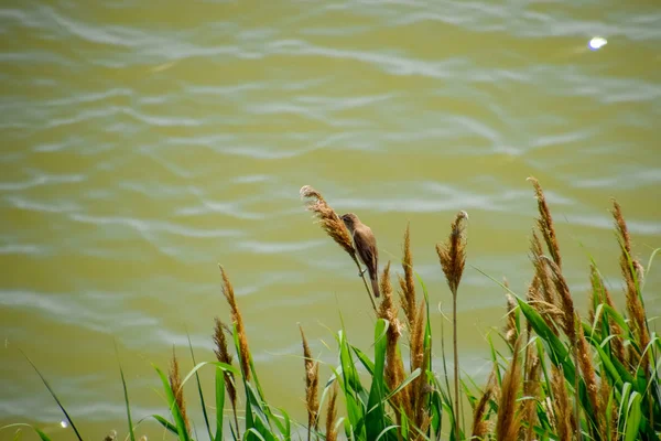 Acrocephalus zit op riet stengels aan het meer. — Stockfoto