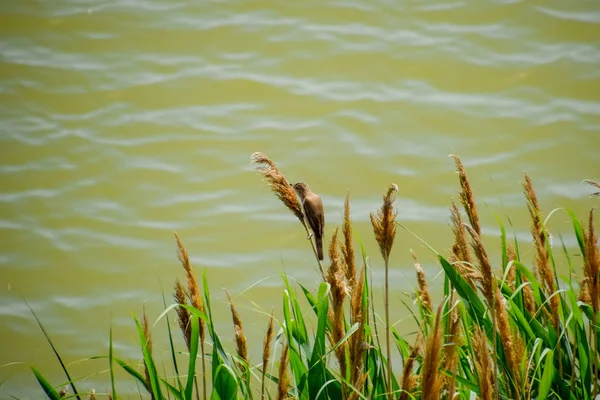 Acrocephalus göl kenarında saz sapları üzerinde oturur.