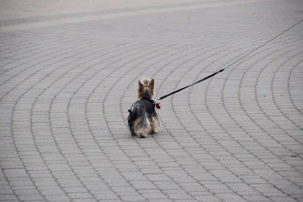 Piccolo cane arruffato al guinzaglio sta camminando lungo le lastre di pavimentazione . — Foto Stock