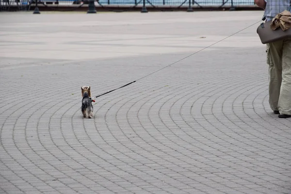 Yaşlı bir adam tasma üzerinde küçük bir köpek yol açar. — Stok fotoğraf