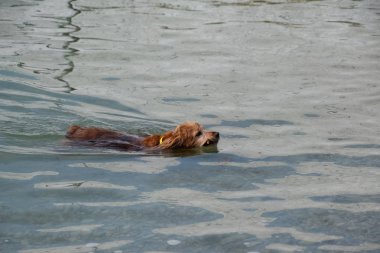 köpek ağzında bir sopa ile suda yüzüyor, sahibine taşıyan.